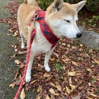 ドットわん　フリーズドライ納豆