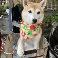 キッチンスポンジ３個セット　柴尻君