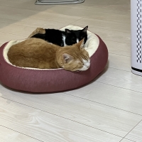 ★Ｓｉｐｐｏｌｅ　２ＷＡＹもちふわオーバルベッド