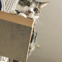 ケージ用ステップ　替え爪とぎ