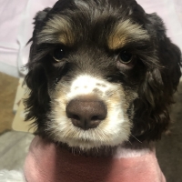 【室内で生活する小型犬の子犬用】ロイヤルカナンミニインドアパピードライ＆ウェット