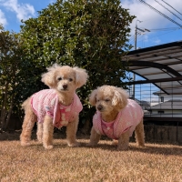 鹿肉五膳シニア