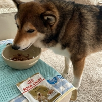 ロイヤルカナン ドッグウェット（ウェットフード）