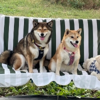 With You コトコト煮込んだ犬用ヤギミルクスープ