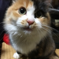 Ｓｉｐｐｏｌｅ　にゃろみ（無添加 国産)