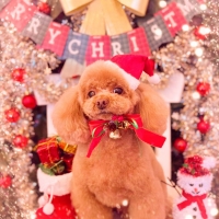 ランコ　ボールシリーズ （天然ゴム製の犬用おもちゃ）　リニューアル前