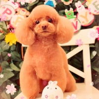 ドットわん　平飼いたまごせんべい