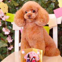 ドットわん　平飼いたまごせんべい