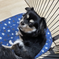 【ピタッと応援CP】ピタッとマットスクエア小