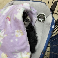 Ｓｉｐｐｏｌｅ　わんみぃ　Ｌ８０２０（オーラルケア）