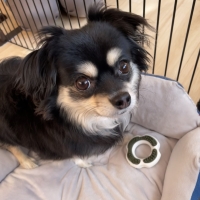 Ｓｉｐｐｏｌｅ　わんみぃ　Ｌ８０２０（オーラルケア）