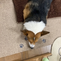 ふんわりぬくぬくブランケット