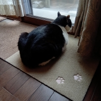 ラグタスタイルラグ　てくてく肉球