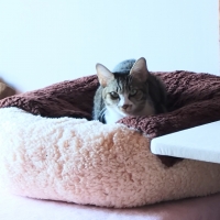 抗菌防臭ふんわりブランケット付ベッド