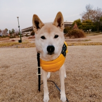 ホリスティックフードケア　ドライ 血（けつ）