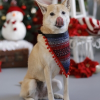 カラフルメキシカンバンダナ