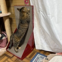 ガリガリウォール （猫用ダンボール製爪とぎ）