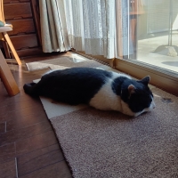 ラグタスタイルラグ　てくてく肉球