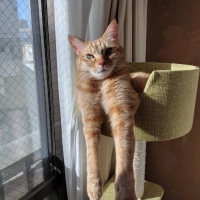 ニューペントハウスⅡ（替え柱）