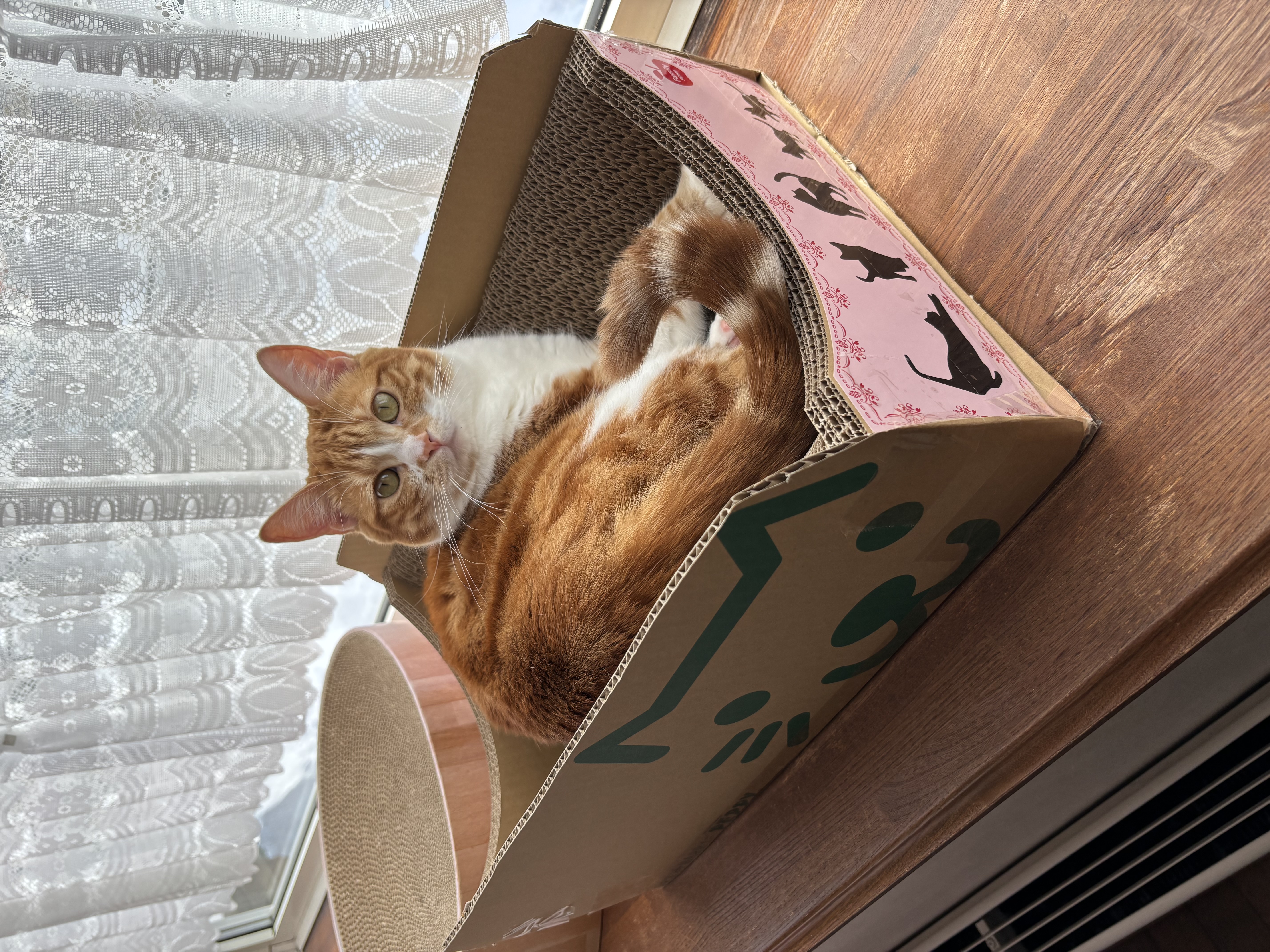 くつろげる爪とぎベッド