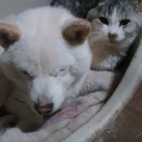 ユーカヌバ シニア用 中型犬用 ７歳以上（ミディアム　シニア）