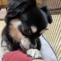 犬の瞳に ブルーベリー＆ルテイン