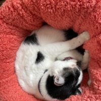 抗菌防臭ふんわりカドルベッド