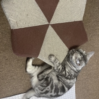 爪とぎクッション　ガリぼろスター