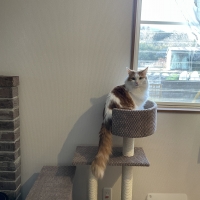 ローステップタワー（高さ97cm 据え置き型 シニア猫 子猫）