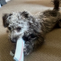 消防ホースのパキパキおもちゃ