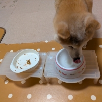 やさしいみるく（犬用ミルク）