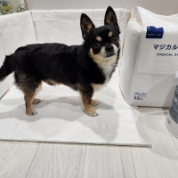 ペピイマジカルシーツ（中厚型ペットシーツ）