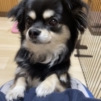 ピタッと吸着タイルマット　スクエア・小