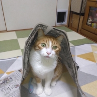 ｐＨバランス キャットウォーター