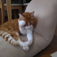 ナノウエルオーラルケア（愛猫用）