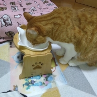 アルモネイチャー　ファンクショナル　キャット パウチ