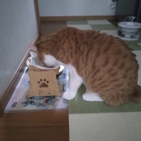キャット ワイルドレシピ　ミニパウチ