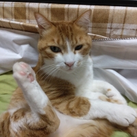 カシャぶん スーパーロング