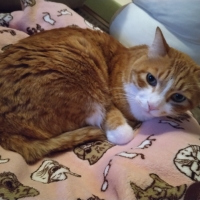 リフレサンド　おから