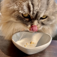 真昆布だし香る　にゃんのごちそう