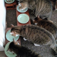 真昆布だし香る　にゃんのごちそう