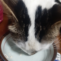 真昆布だし香る　にゃんのごちそう