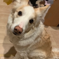 真昆布だし香る　わんのごちそう