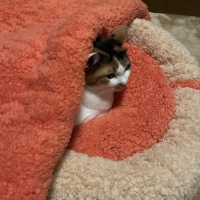 抗菌防臭ふんわりカドルベッド