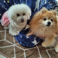 真昆布だし香る　わんのごちそう