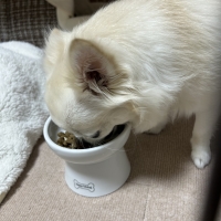 真昆布だし香る　わんのごちそう