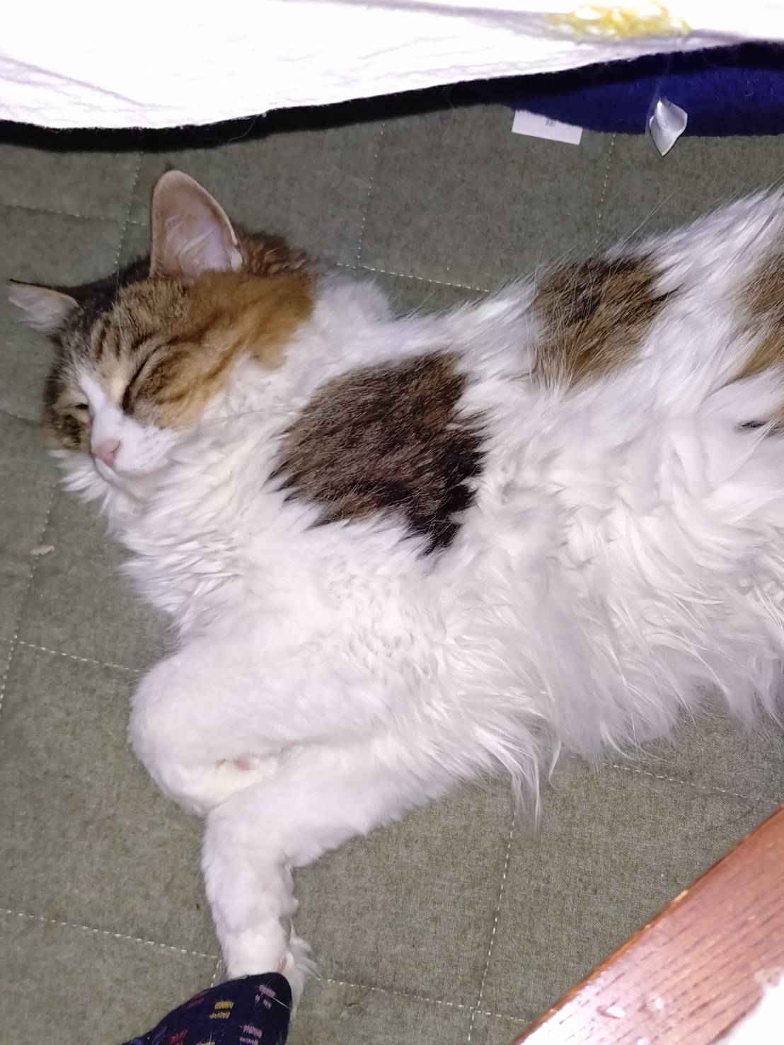 真昆布だし香る　にゃんのごちそう