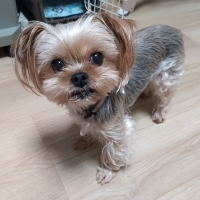 真昆布だし香る　わんのごちそう