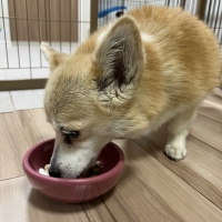 真昆布だし香る　わんのごちそう