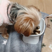 真昆布だし香る　わんのごちそう